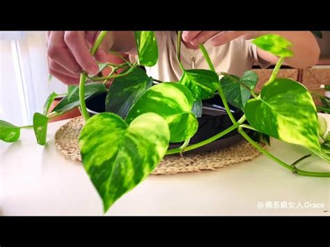 黃金葛水種|黃金葛的種植與養殖技巧分享